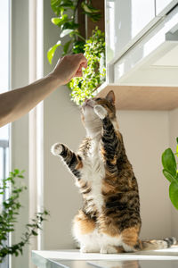 Hand of female owner playing with fluffy cute cat at home. pet lovers.