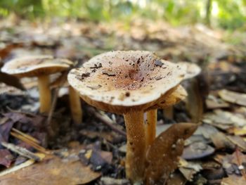 Close-up of mushroom growing on field