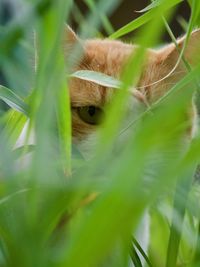 Close-up portrait of a hiding behind plant