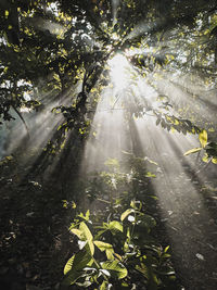 Sunlight streaming through trees in forest