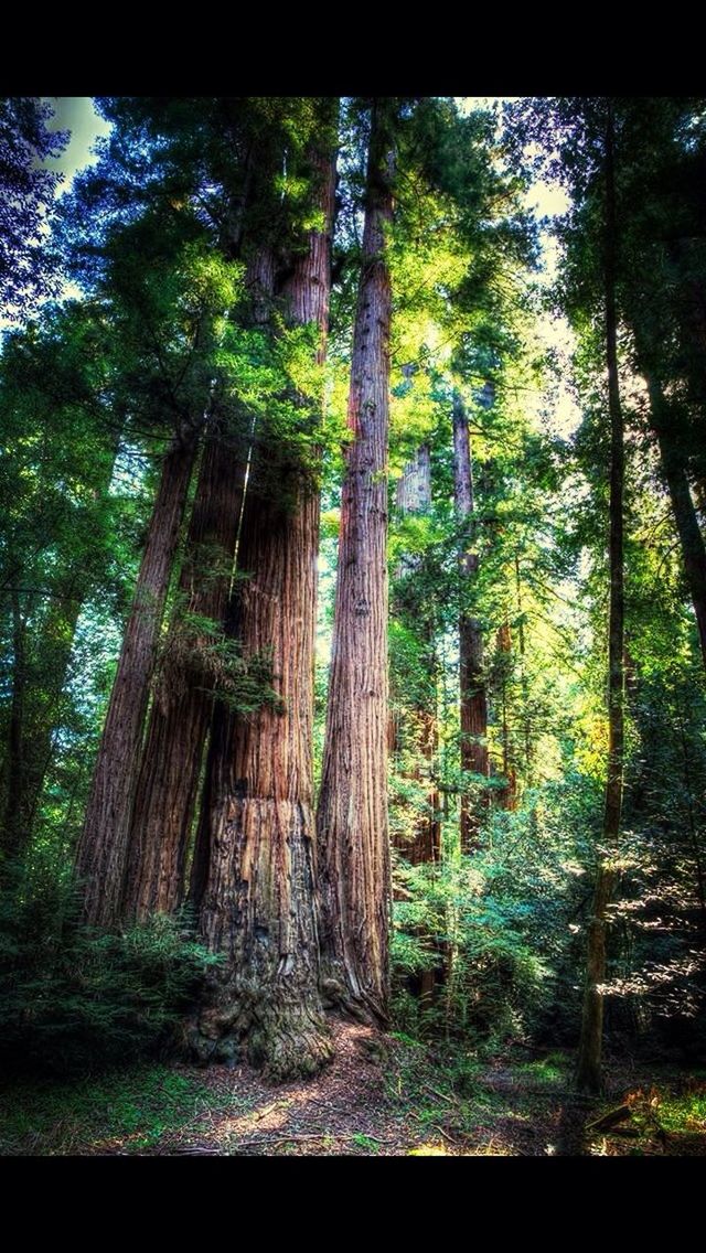 VIEW OF TREES IN FOREST