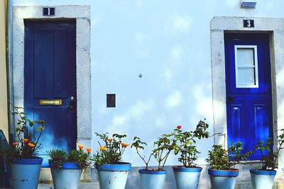 Potted plants on balcony