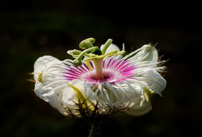 Close-up of white flower against black background