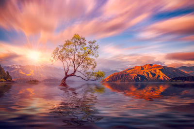 Scenic view of tree against sky during sunset