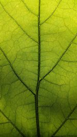 Macro shot of leaf