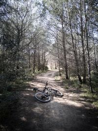 Bicycle on road amidst trees in forest