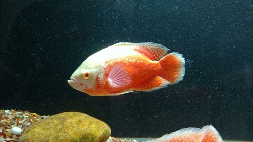 Close-up of fish underwater