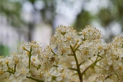 Close-up of white flowers blooming on tree