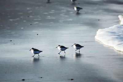 Ducks on frozen lake during winter