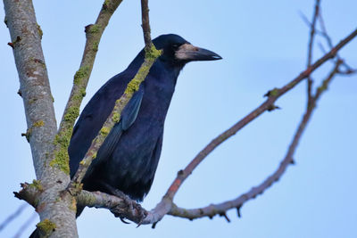 Low angle view of bird perching on branch against sky