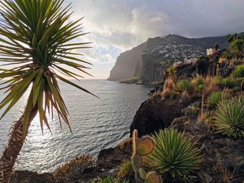 Palm trees by sea against sky