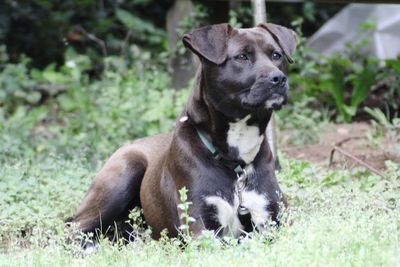 Portrait of dog sitting on field