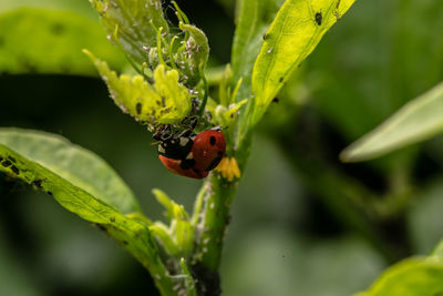 Close-up of ladybug on leaf