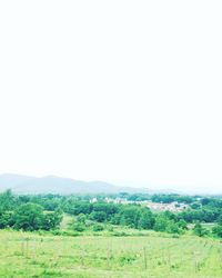 Scenic view of agricultural field against clear sky