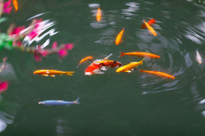 Fish swimming in lake