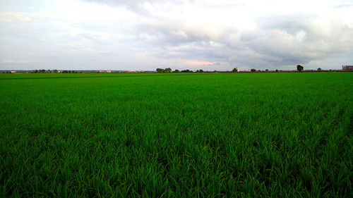 Scenic view of agricultural field against sky