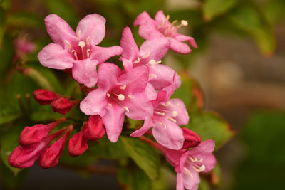 Close-up of pink flowers