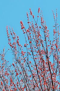 Low angle view of flowering plant against blue sky