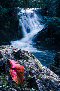 Scenic view of waterfall in forest