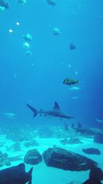 Fish swimming in aquarium