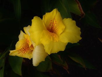 Close-up of yellow flower