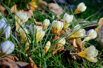 Close-up of white flowers growing in field