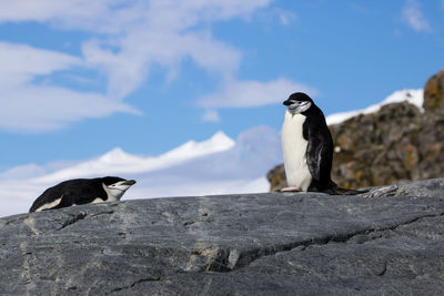 Close-up of penguins perching on rock against sky