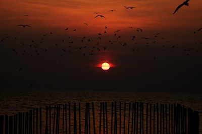 Birds flying over sea against sky during sunset