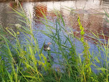 High angle view of plants in lake