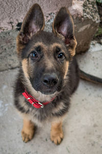 Portrait of a dog