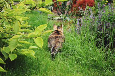 Cat on grass