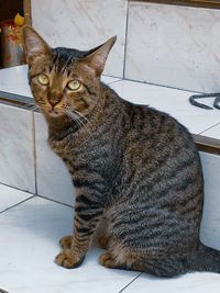 Portrait of a cat sitting on tiled floor