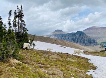 View of a sheep on a land