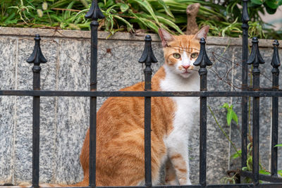 Portrait of a cat behind fence