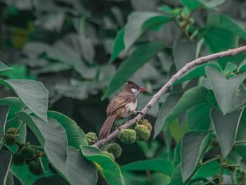 Bird perching on a plant