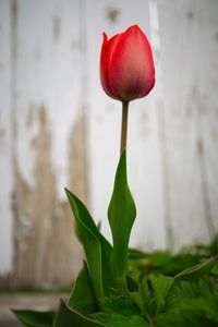 Close-up of red rose