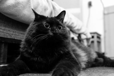 Close-up of cat looking away at home