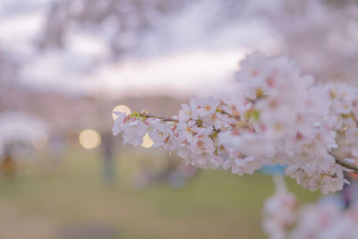 Close-up of cherry blossom plant