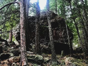 Low angle view of trees in forest