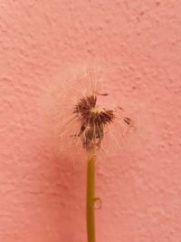 Close-up of flower against blurred background