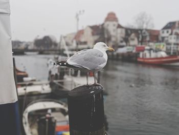 Seagull perching on wooden post