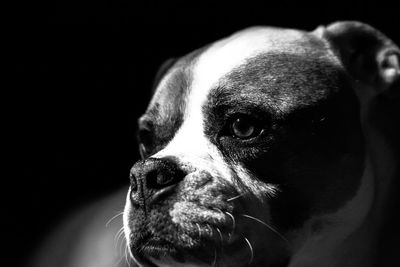 Close-up portrait of a dog