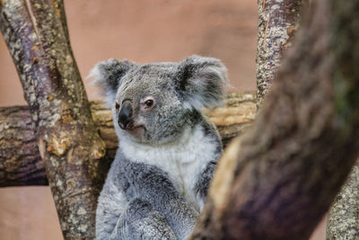 Close-up of an animal on tree trunk