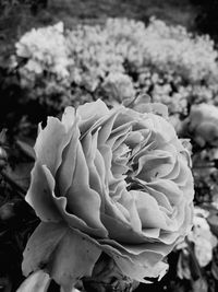 Close-up of flower blooming outdoors