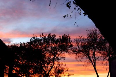 Silhouette of trees at sunset