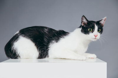 Close-up of cat on cube against gray background