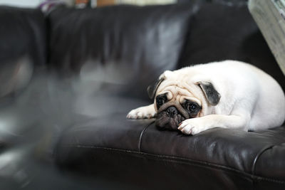 Portrait of dog resting on sofa