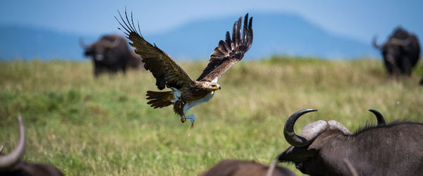 Bird flying over a field