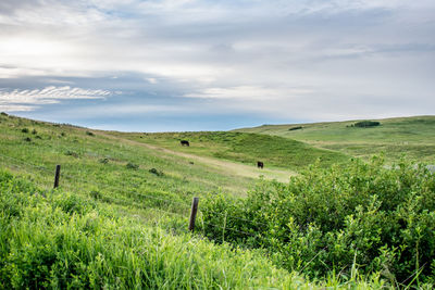 Scenic view of agricultural field against sky