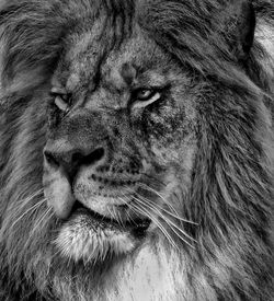 Side view headshot of lion